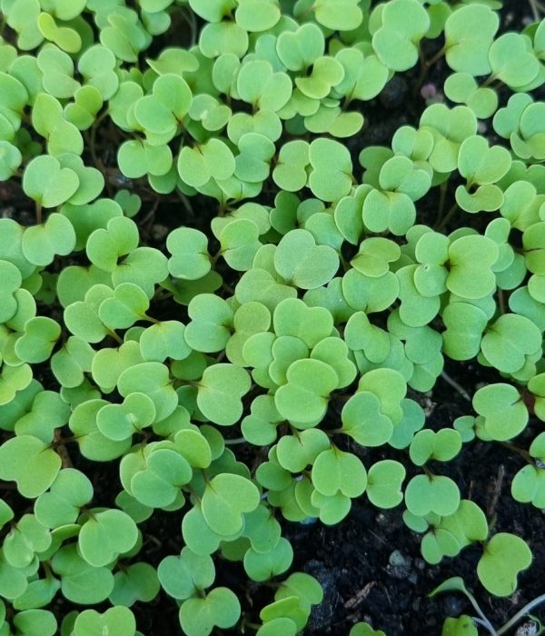 Ruccola